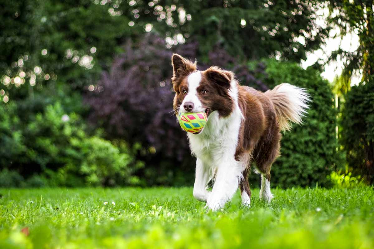 L’importance d’acheter des jouets à son animal de compagnie