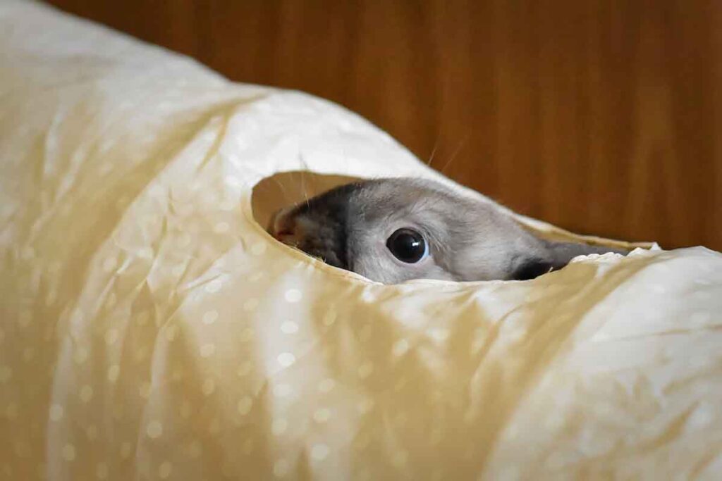 Le lapin, un animal qui aime jouer