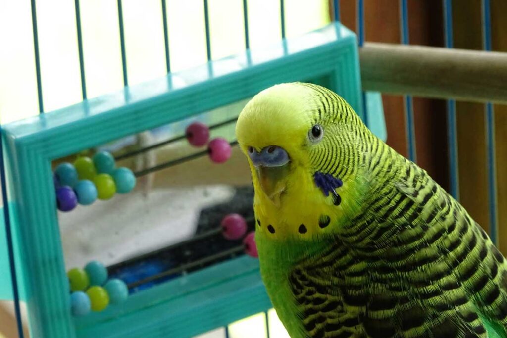 Acheter des jouets à un oiseau