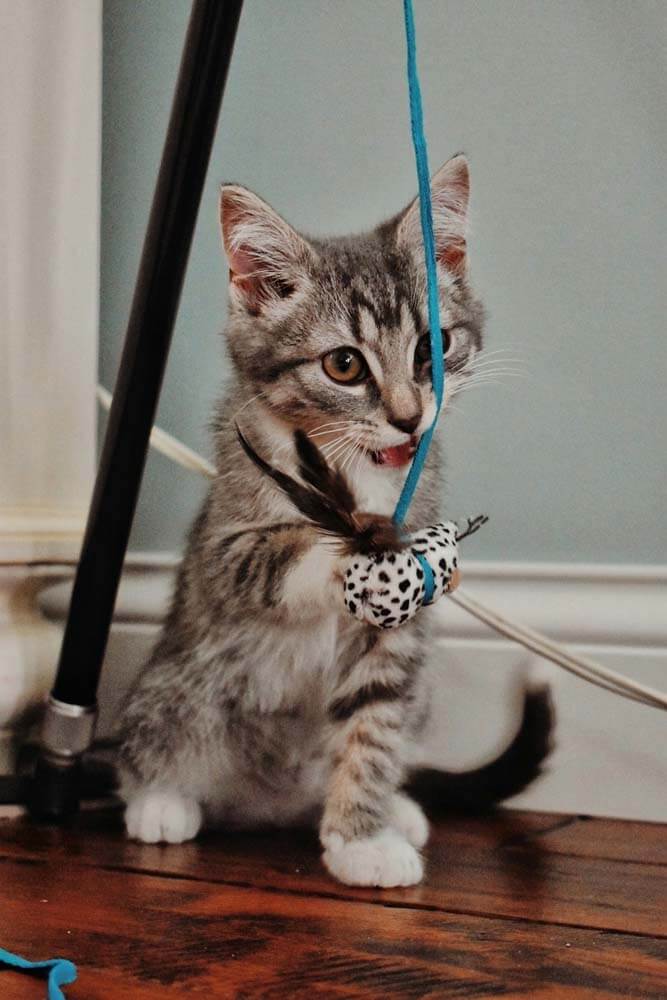 Choisir un jouet adapté à l’instinct de chasse du chat