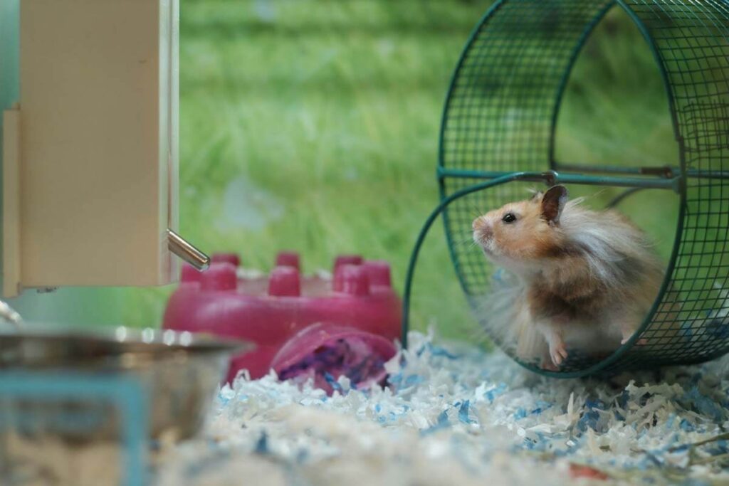 La roue, un jouet apprécié des petits rongeurs
