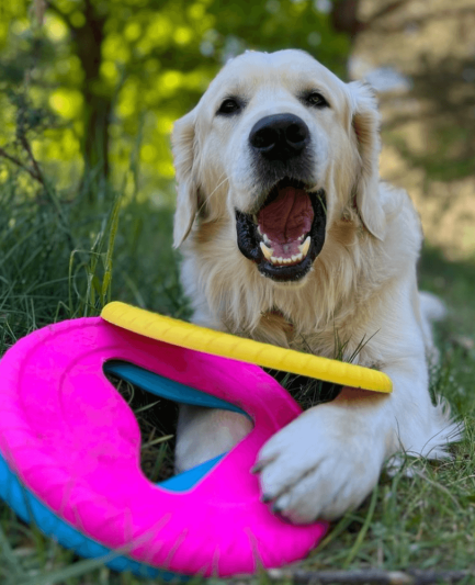 Frisboo, Frisbee pour chien de la marque Fiboo
