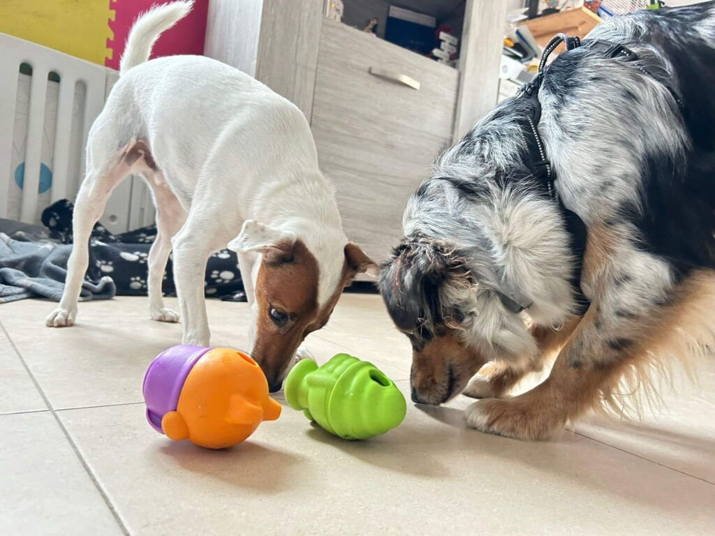 Deux chiens regardent et flairent deux jouets-textiles colorés sur un sol carrelé; l’un est blanc avec museau