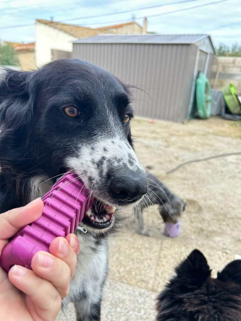 Labrador à pelage noir et blanc mordillant un jouet violet Stick 5 en forme de brique, tenue par une main, dans une cour extérieure.
