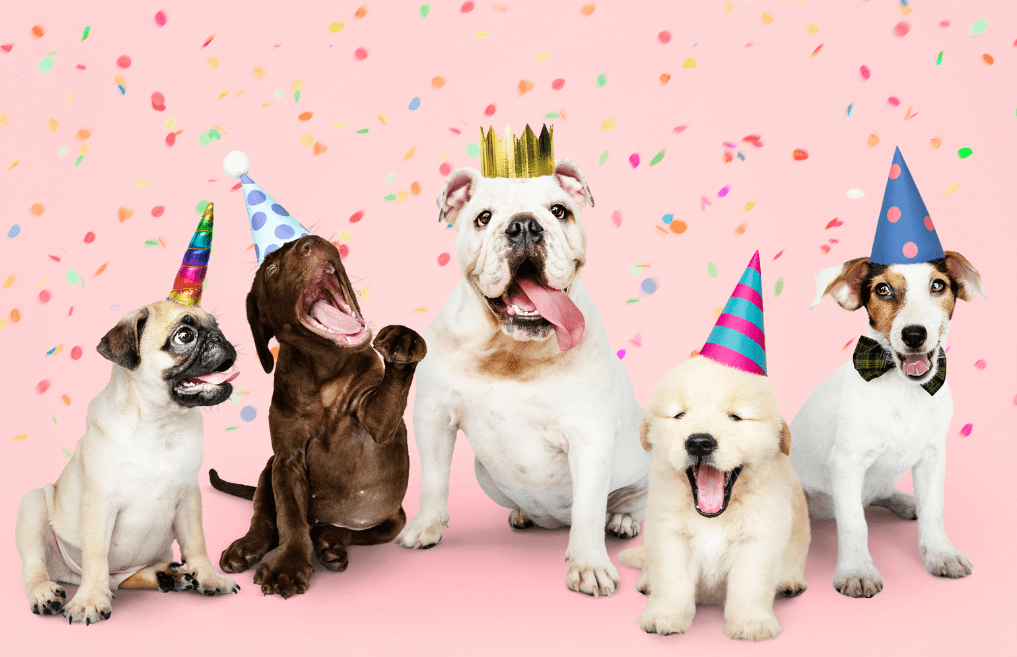 Groupe de cinq chiens de différentes races portant des chapeaux de fête sur fond rose avec confettis.