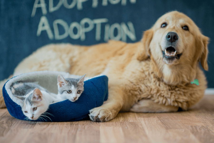 Chien et chat adoptés, partageant un moment de tendresse dans un foyer aimant.