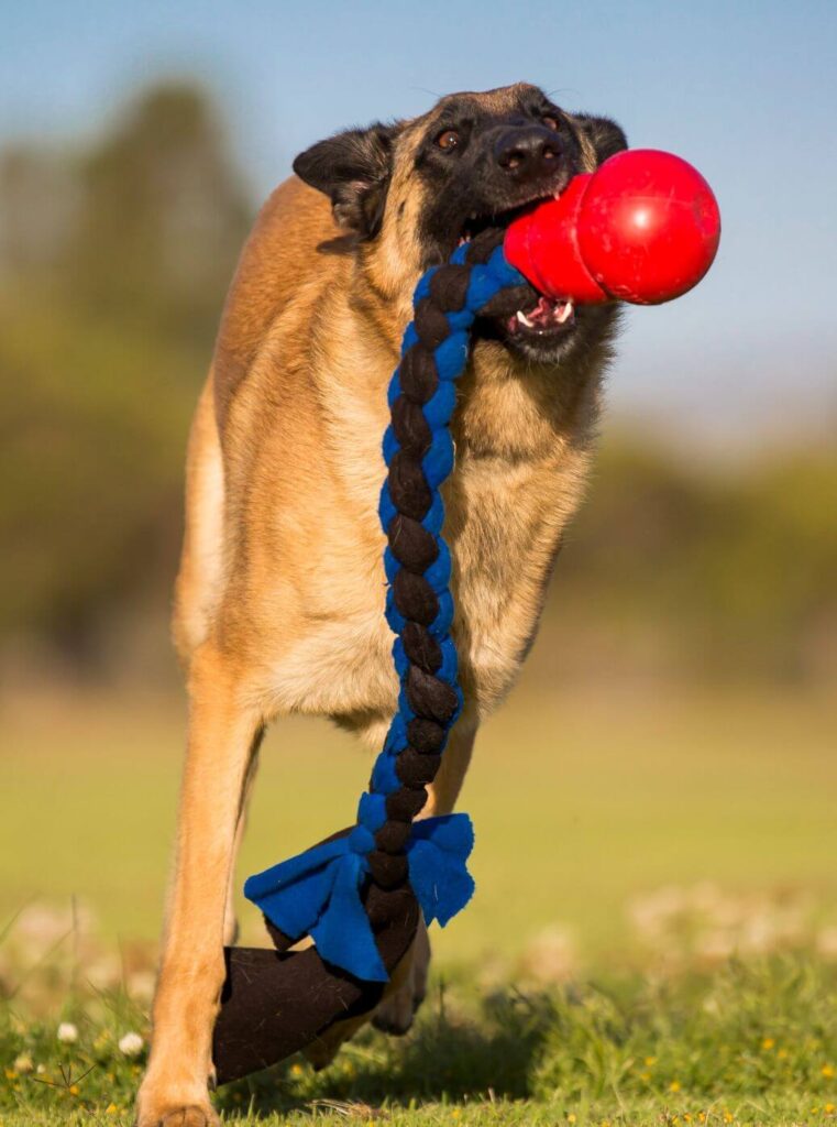jouet corde résistant malinois
