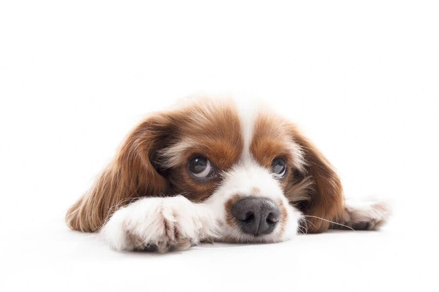 Chien seul à la maison qui s’ennuie et attend son maître, illustration du besoin de jouets d’occupation.