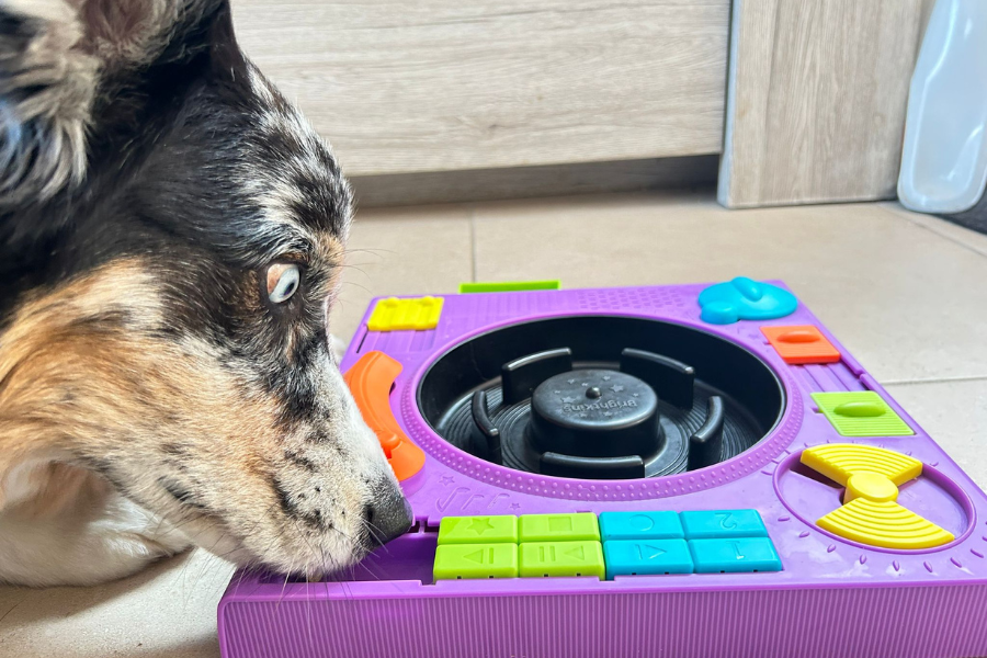 Joueur de puzzle interactif pour chien: chien reniflant une console violet avec pièces colorées bleues, vertes et jaunes autour.