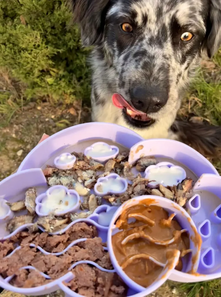 border collie impatient de manger gamelle nuage
