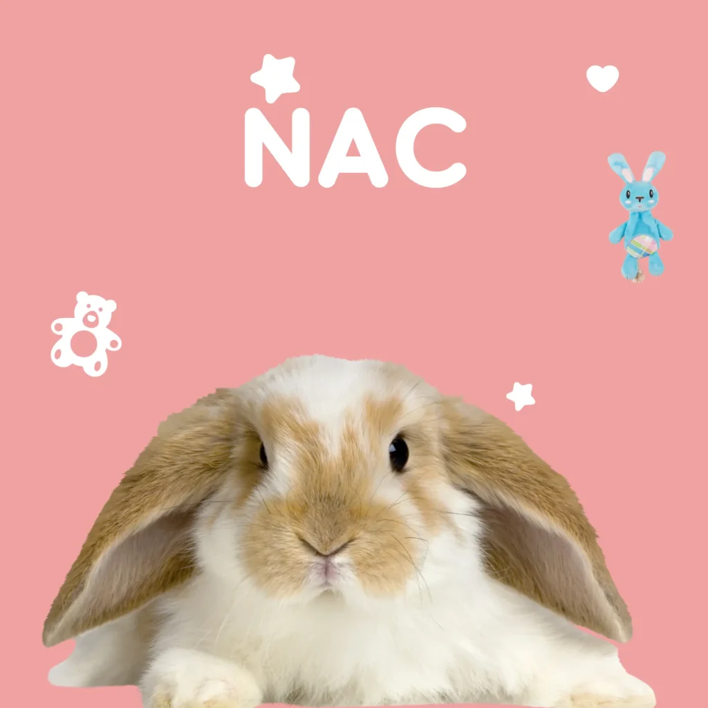 lapin allongé sur le sol