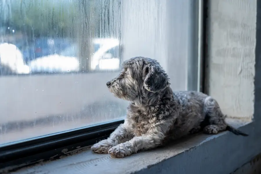 Chien regardant la pluie tomber par la fenêtre en attendant une stimulation mentale à l'intérieur