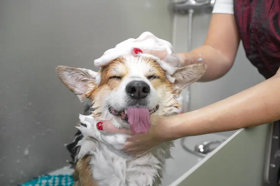 chien heureux de faire son shampoing