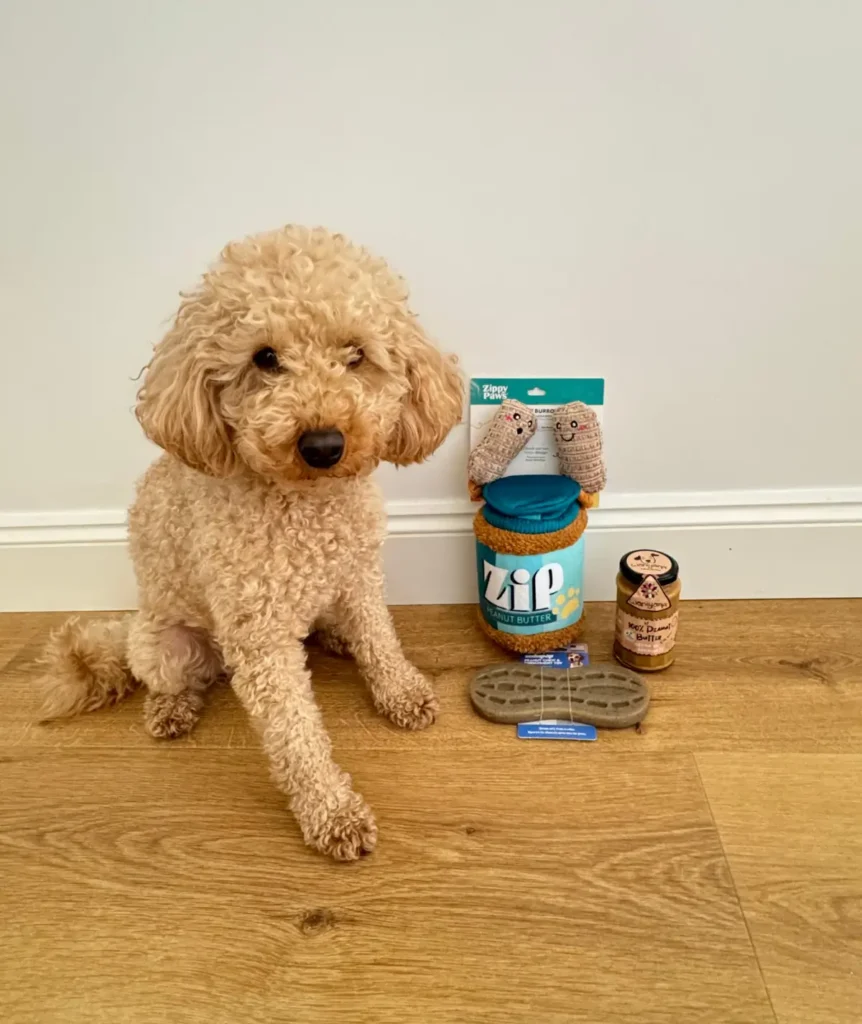Un chien caniche nain assis à côté du pack Peanut Lover ZippyPaws et Waniyanpi sur un parquet en bois